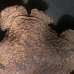 Dermatocarpon muhlenbergii