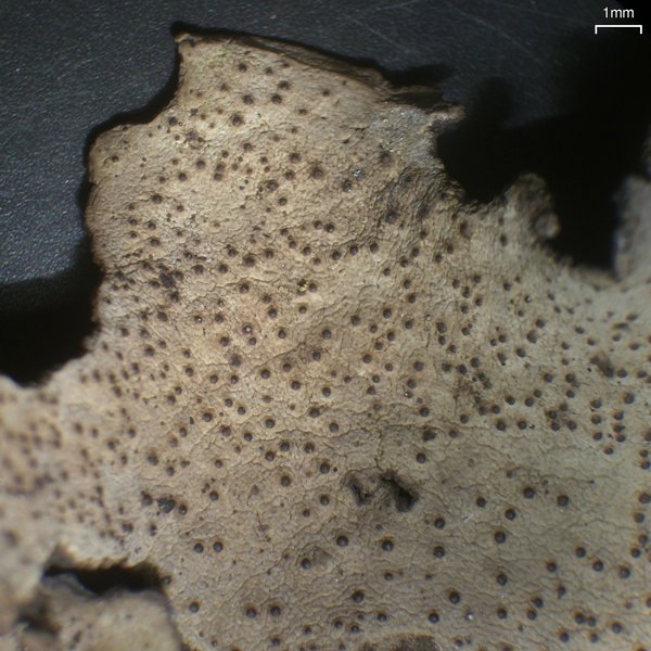 Dermatocarpon muhlenbergii