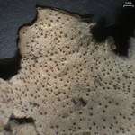 Dermatocarpon muhlenbergii