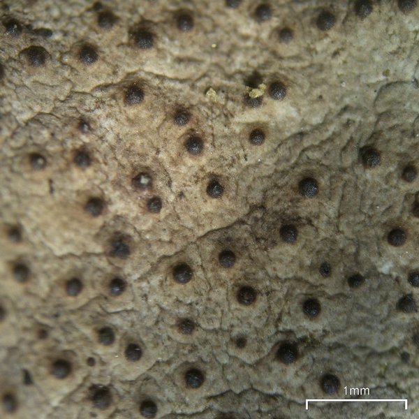 Dermatocarpon muhlenbergii