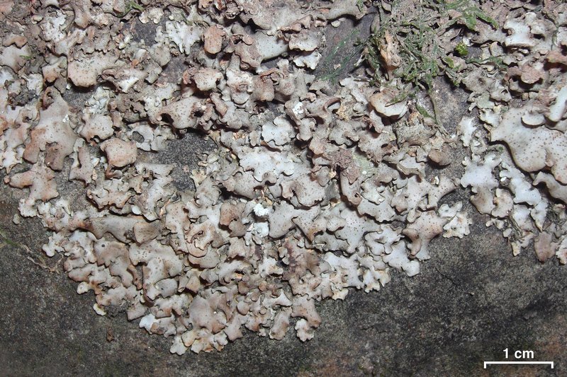 Dermatocarpon muhlenbergii
