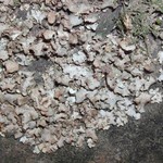 Dermatocarpon muhlenbergii