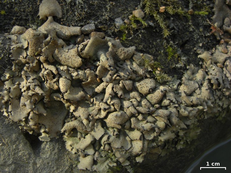 Dermatocarpon muhlenbergii