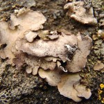 Dermatocarpon reticulatum