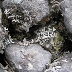 Dermatocarpon reticulatum