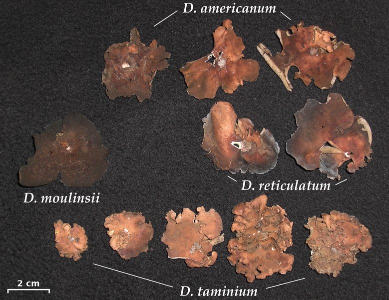 Dermatocarpon reticulatum