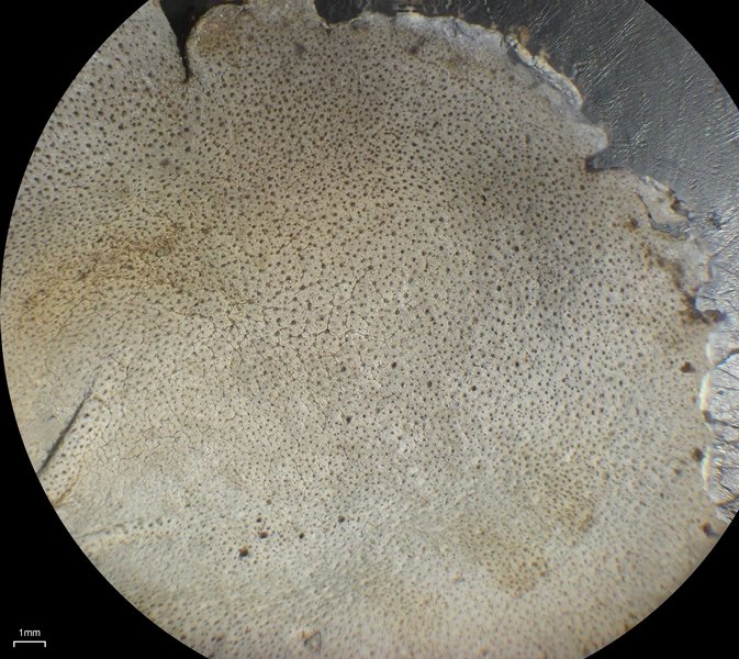 Dermatocarpon reticulatum