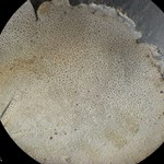 Dermatocarpon reticulatum