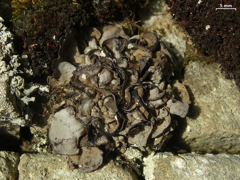 Dermatocarpon reticulatum