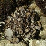 Dermatocarpon reticulatum