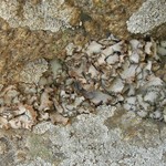 Dermatocarpon reticulatum