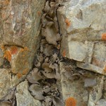 Dermatocarpon reticulatum
