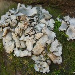 Dermatocarpon rivulorum