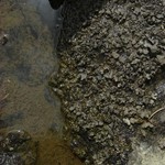 Dermatocarpon rivulorum