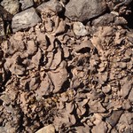 Dermatocarpon rivulorum