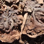 Dermatocarpon rivulorum