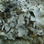 Dermatocarpon schaechtelinii