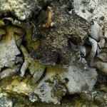 Dermatocarpon schaechtelinii