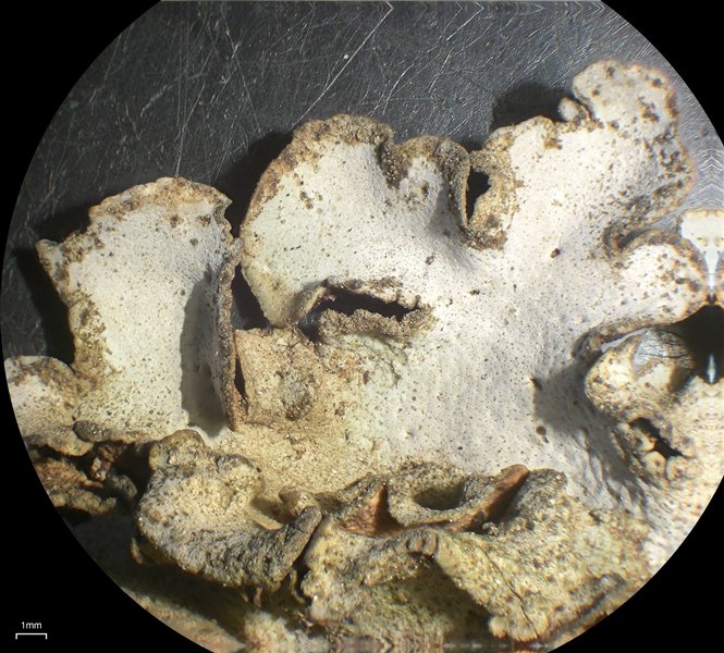 Dermatocarpon taminium