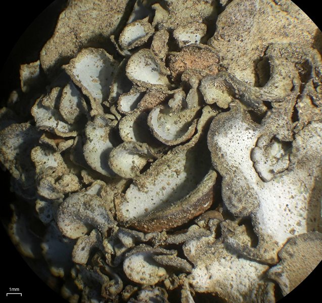 Dermatocarpon taminium