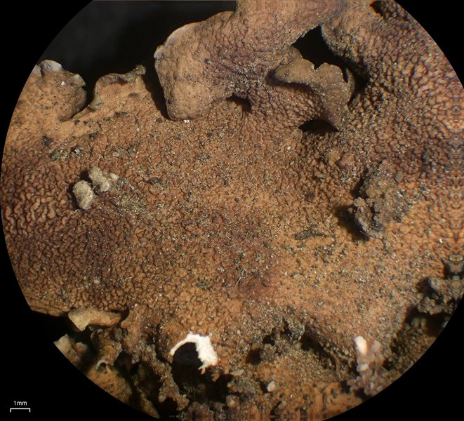 Dermatocarpon taminium