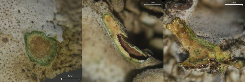 Dermatocarpon taminium