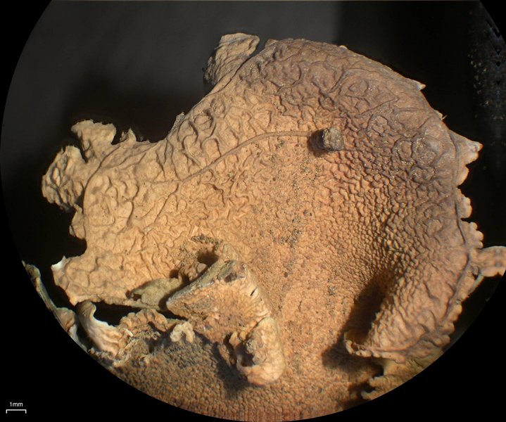 Dermatocarpon taminium