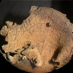 Dermatocarpon taminium