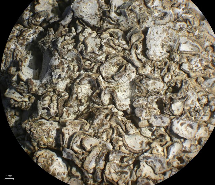 Dermatocarpon taminium