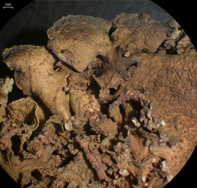Dermatocarpon taminium