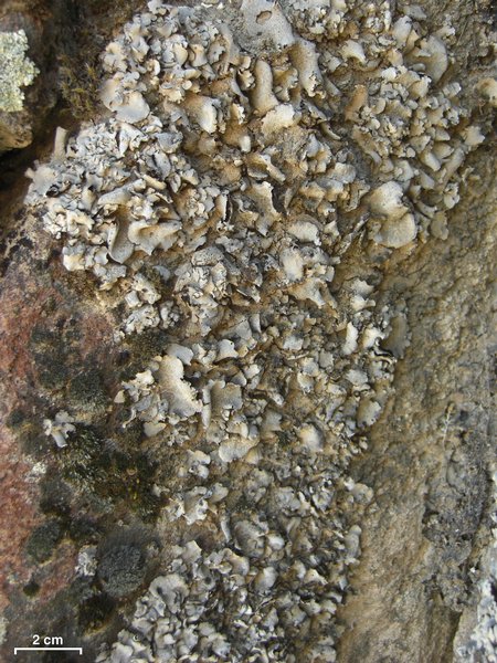 Dermatocarpon taminium