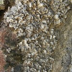 Dermatocarpon taminium