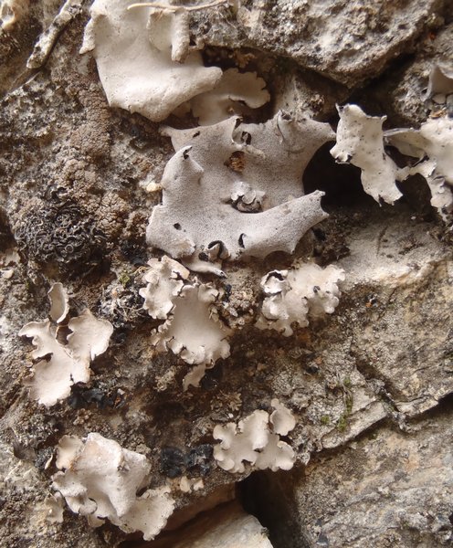 Dermatocarpon taminium