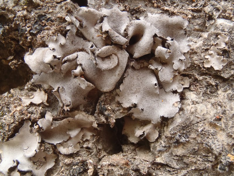 Dermatocarpon taminium