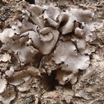 Dermatocarpon taminium