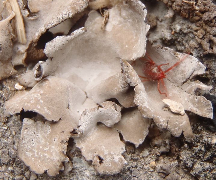 Dermatocarpon taminium