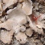 Dermatocarpon taminium