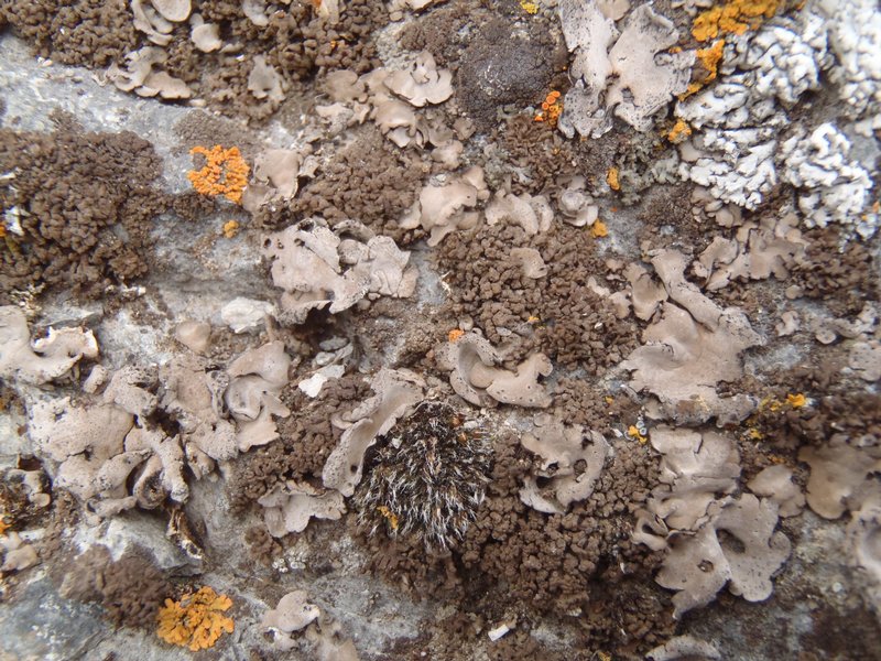 Dermatocarpon taminium
