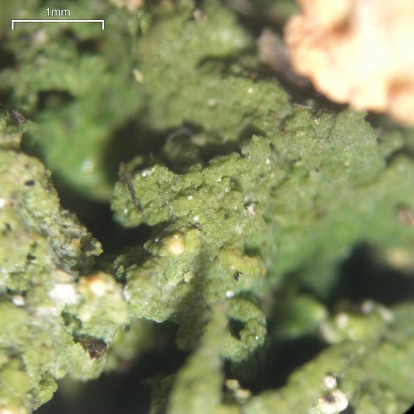 Dibaeis absoluta