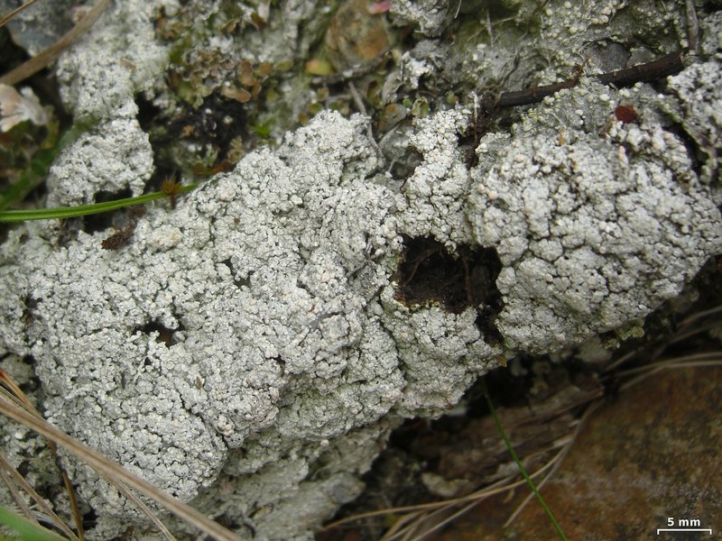 Dibaeis absoluta
