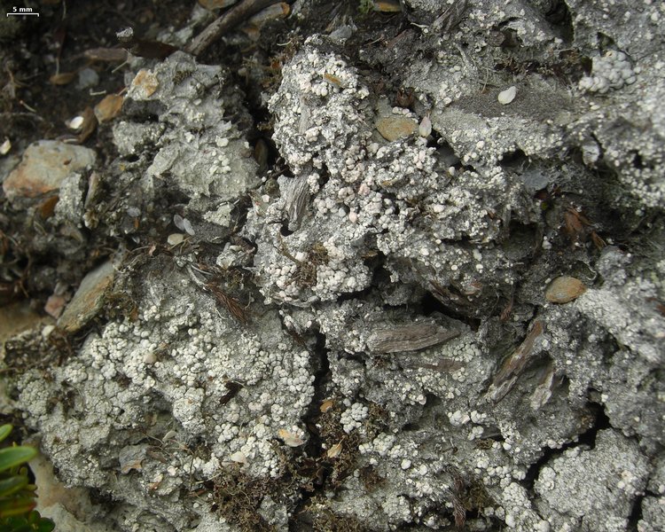 Dibaeis absoluta