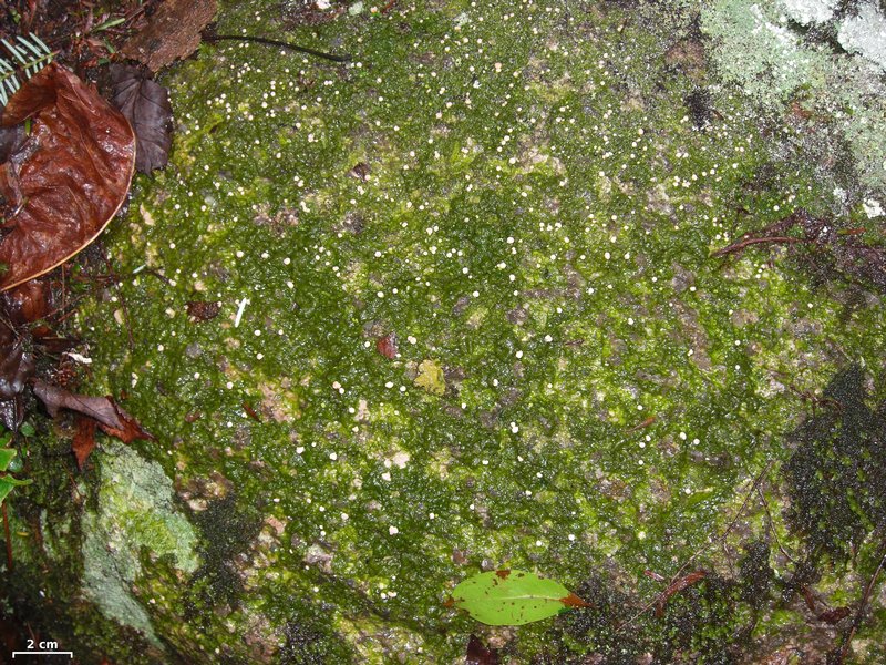 Dibaeis absoluta