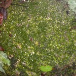 Dibaeis absoluta