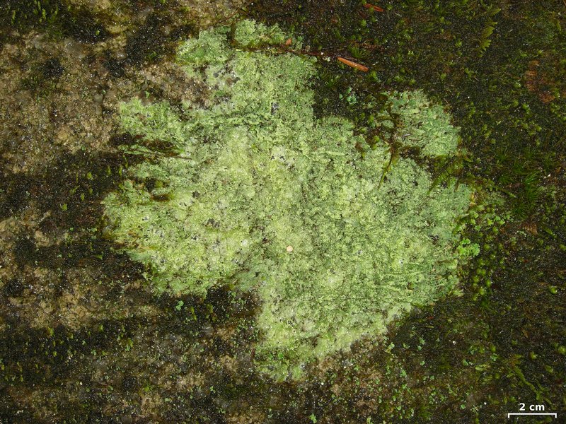 Dibaeis absoluta