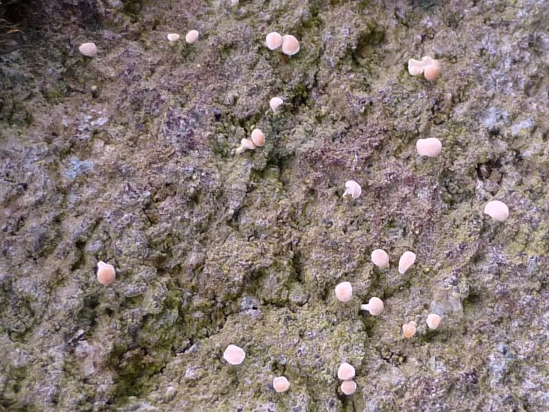 Dibaeis absoluta