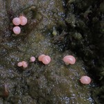 Dibaeis absoluta