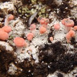 Dibaeis baeomyces
