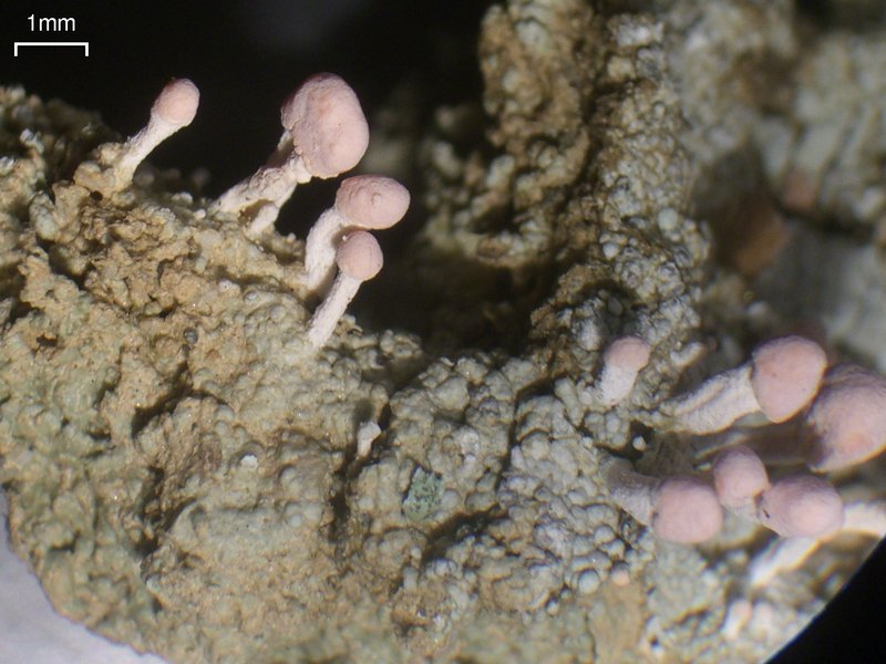 Dibaeis baeomyces