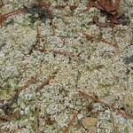 Dibaeis baeomyces