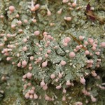 Dibaeis baeomyces